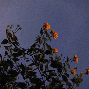 柏芝和冠希视频
